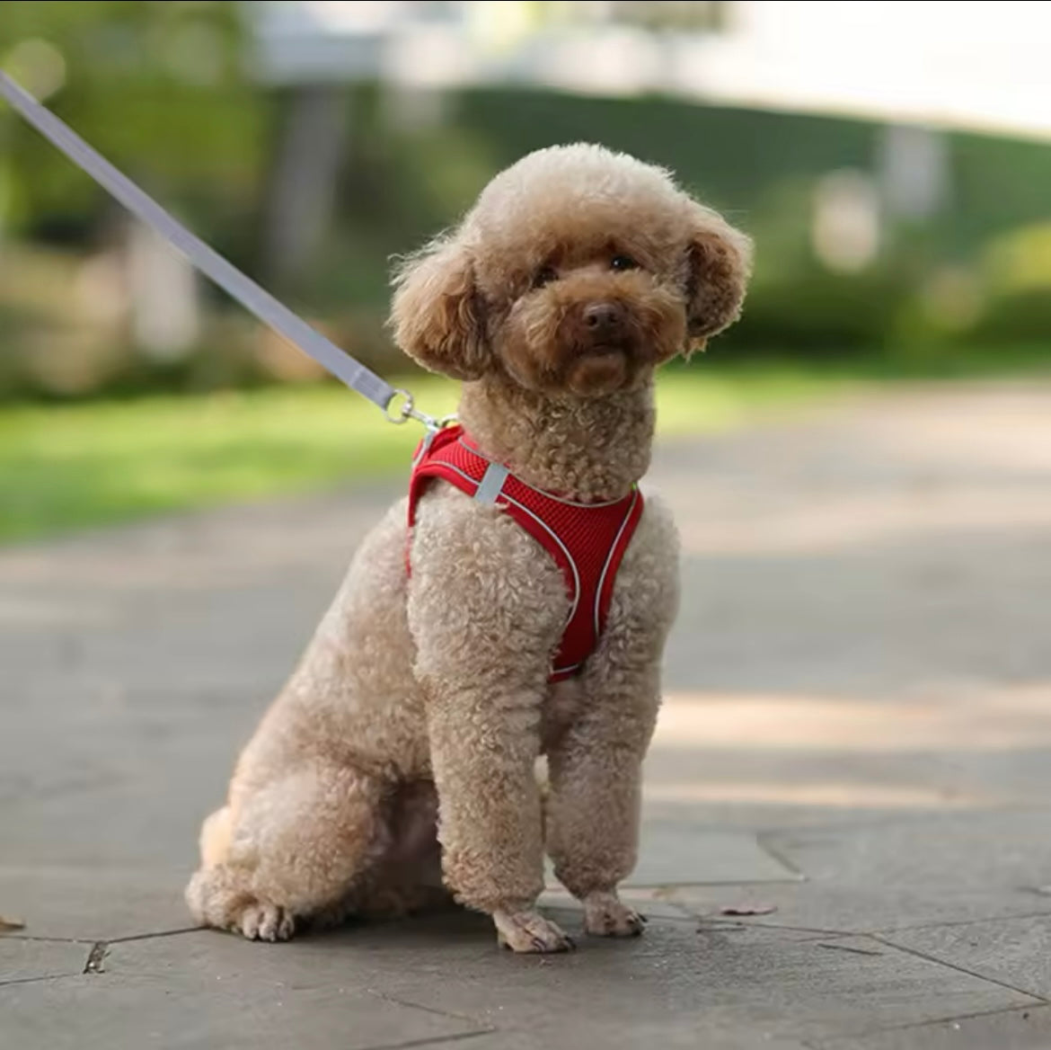 Harnais pour Chien Doux et Confortable - Spécial Petites Tailles